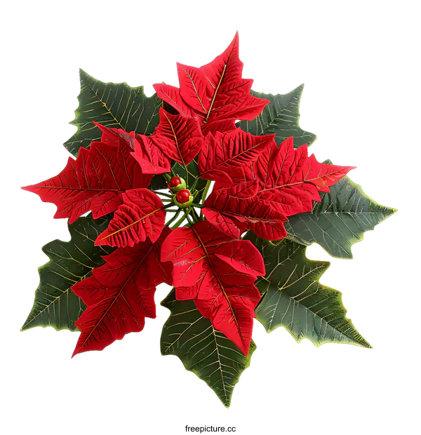 [Transparent Background PNG]Red Poinsettia Flower with Green Leaves on a White Background
