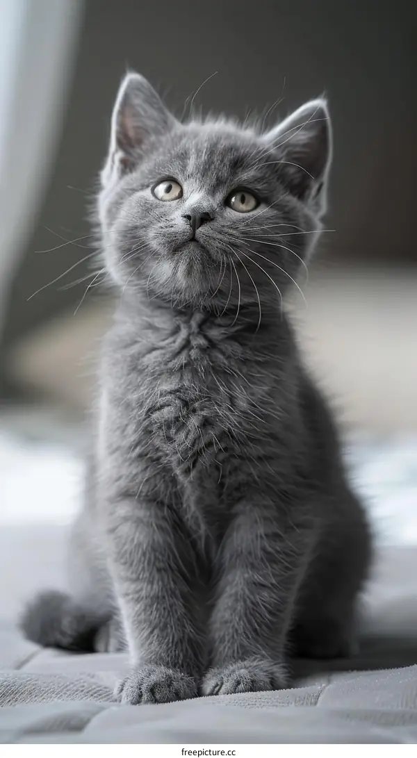 A fluffy gray kitten sits on a bed and gazes up