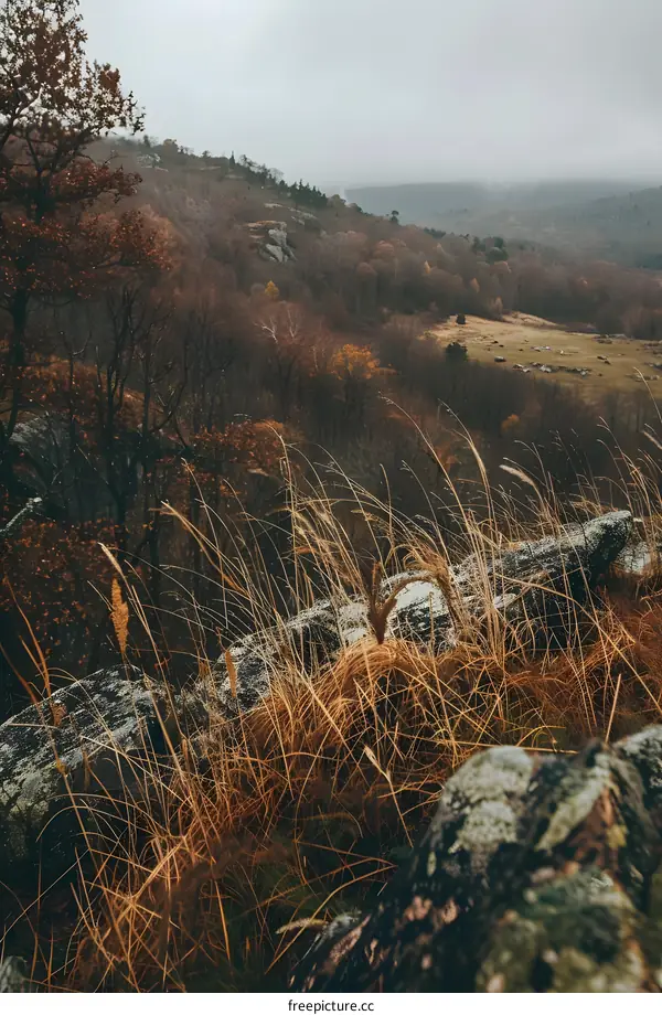 Autumn Grass and Mountains in the Fog