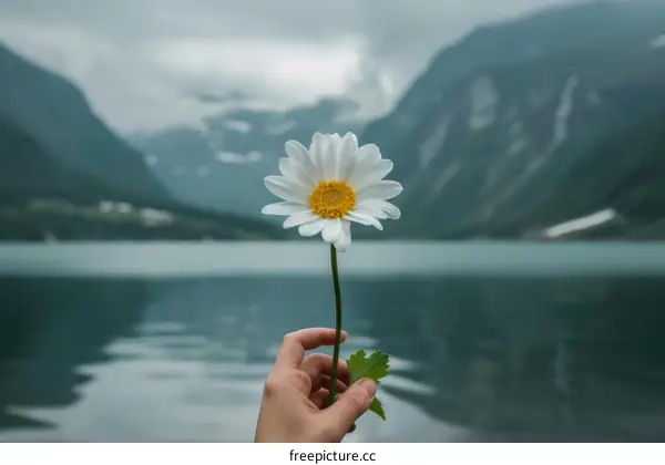 Hand holding a daisy flower in front of a lake and mountains