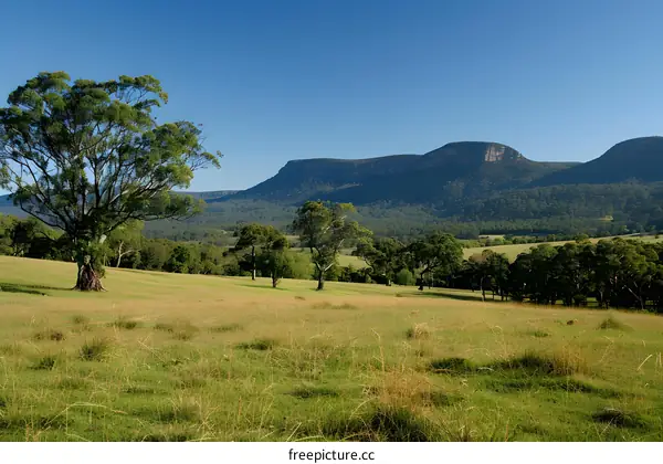 Rural scene with large gum tree in foreground