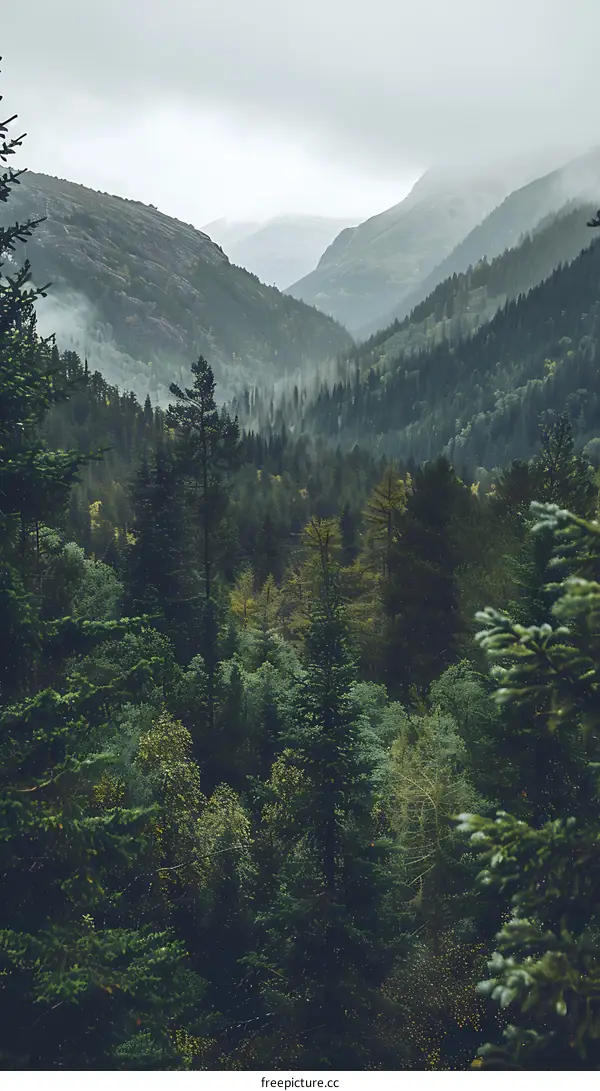 Misty Forest Valley With Lush Green Trees
