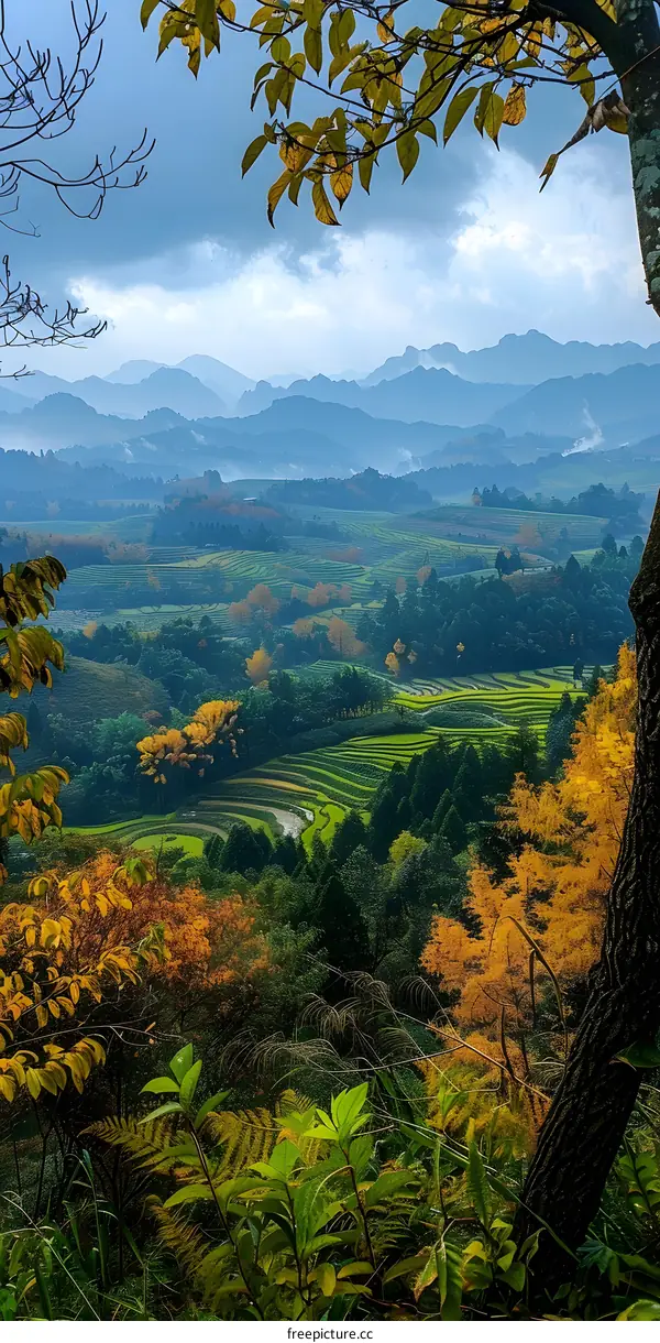Terraced rice fields in Longsheng, China