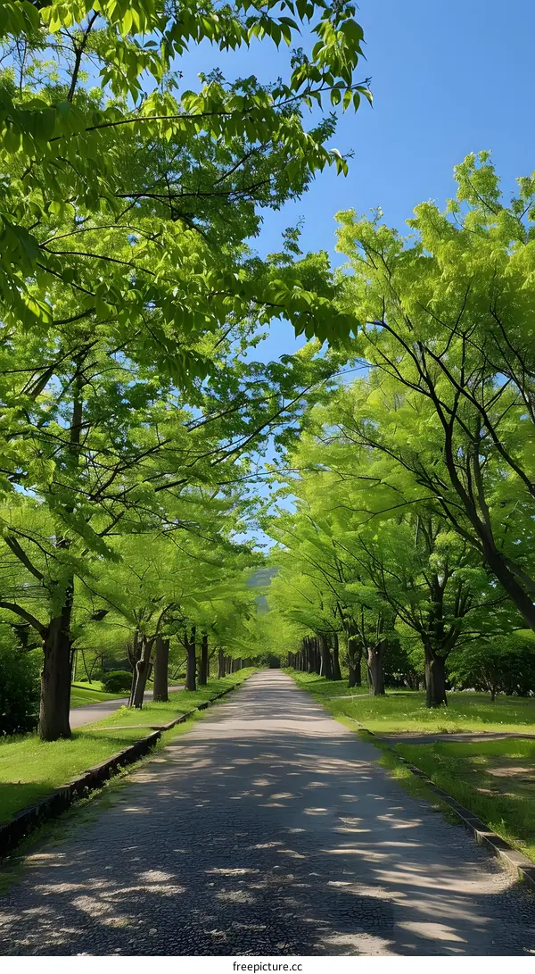 The path in the park