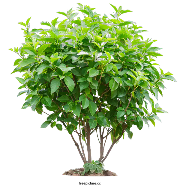 [Transparent Background PNG]Green Bush Isolated On White Background