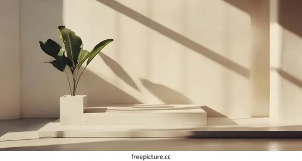 Minimalist White Platform with Green Plant and Shadow