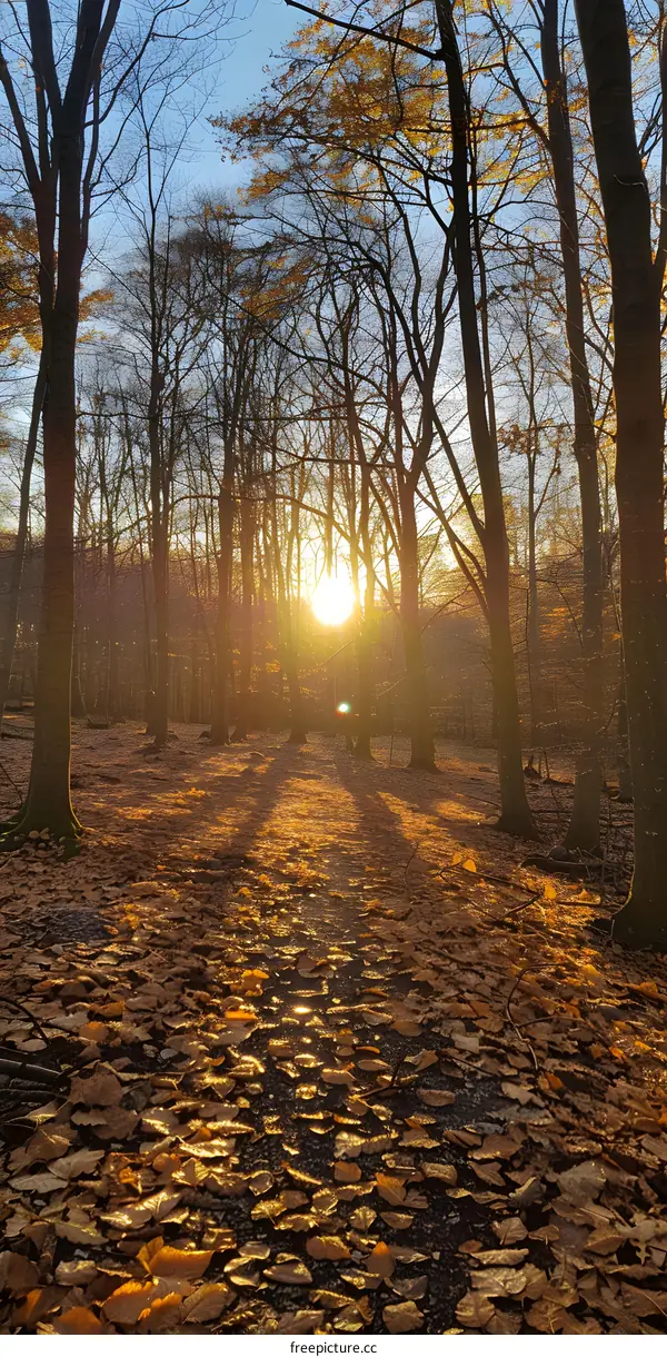 Golden Leaves Path in Forest Sunset