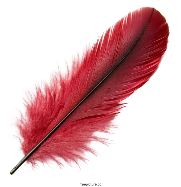 [Transparent Background PNG]Beautiful Red Feather Close-up