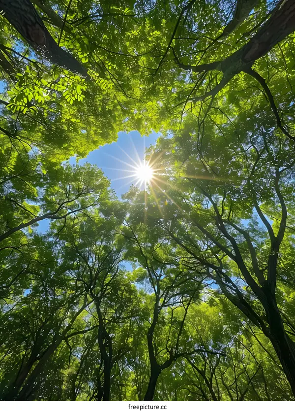 Sunlight Through Tree Canopy in Forest