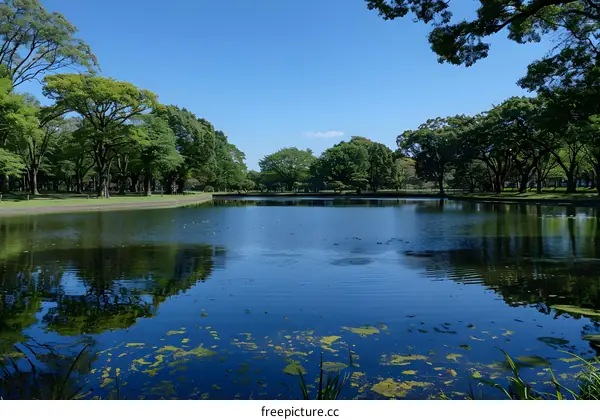 Peaceful Pond Surrounded by Lush Green Trees in a Park