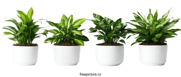 [Transparent Background PNG]Four Houseplants in White Pots against a White Background