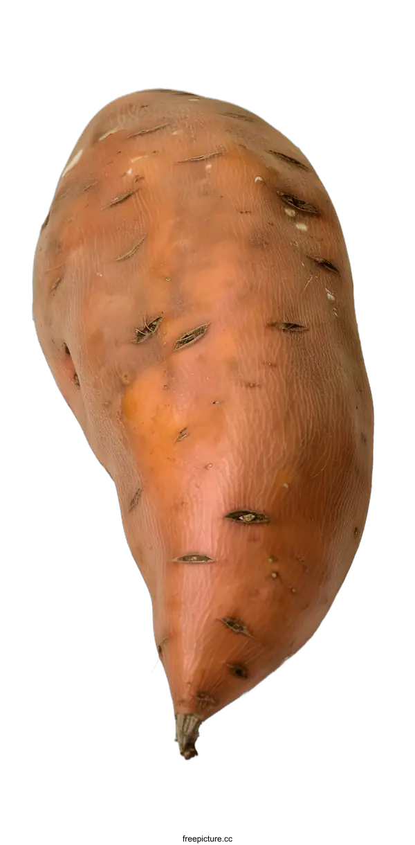 [Transparent Background PNG]One Whole Raw Sweet Potato Isolated On White Background