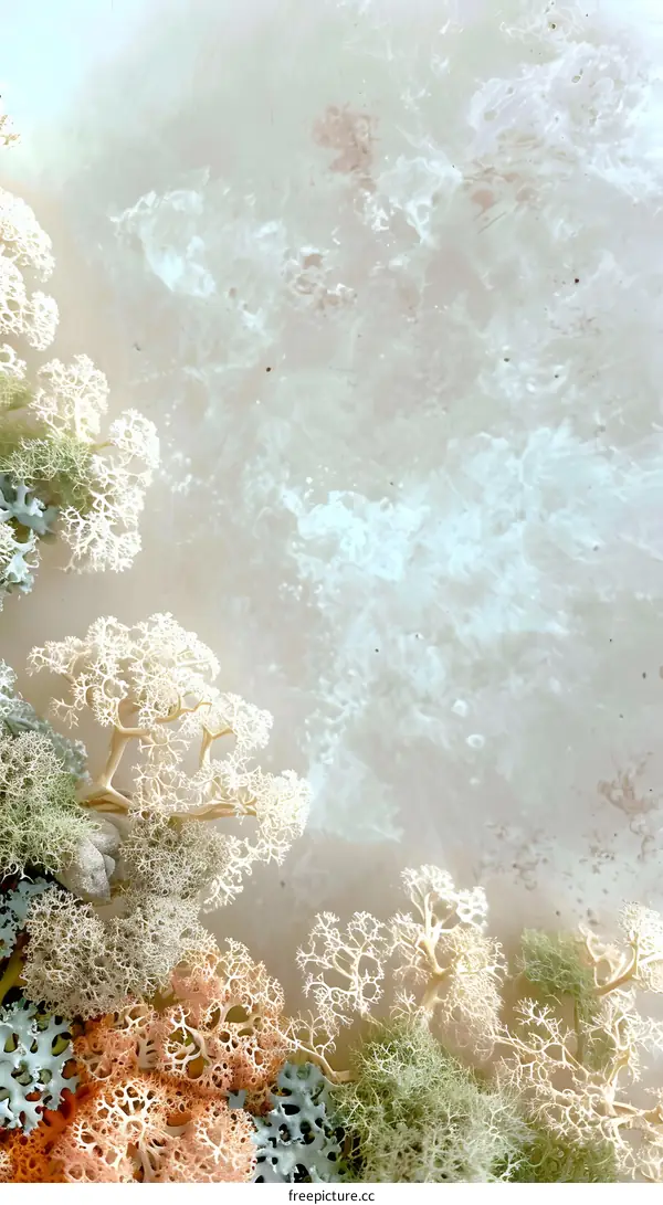 Close Up of Delicate White and Green Lichens