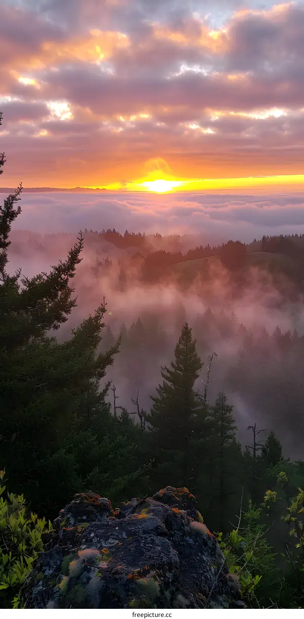 Sunset over a Mountain Forest