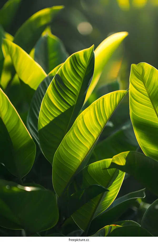 Green Leaves Close Up in the Sunlight