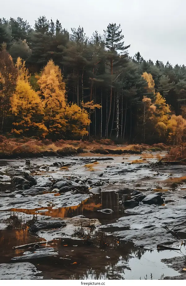 Autumn Forest With Rocks And Water
