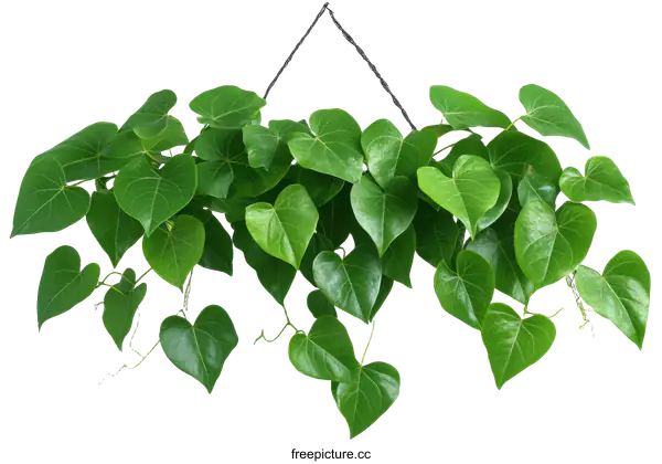 [Transparent Background PNG]Hanging Heart-Shaped Leaves