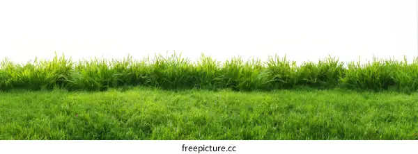 Fresh Green Grass Field Background Image
