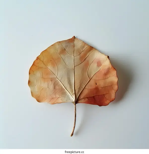 Single Brown Leaf on White Background
