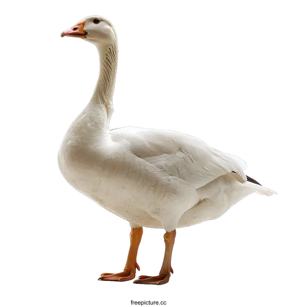 [Transparent Background PNG]White Goose on White Background