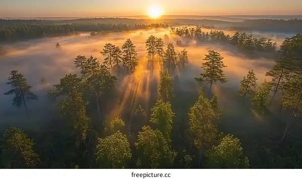 Sunrise Mist over the Forest Landscape