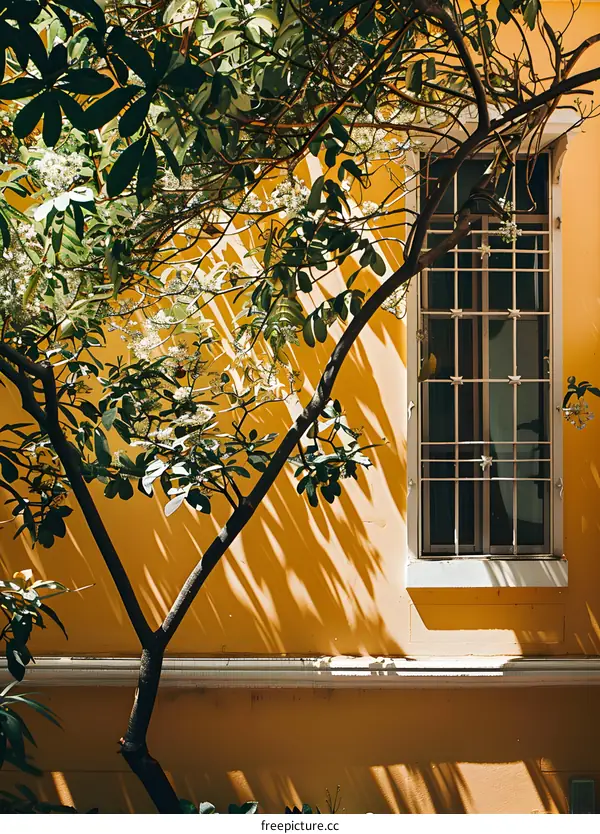 Yellow Wall With Window and Tree