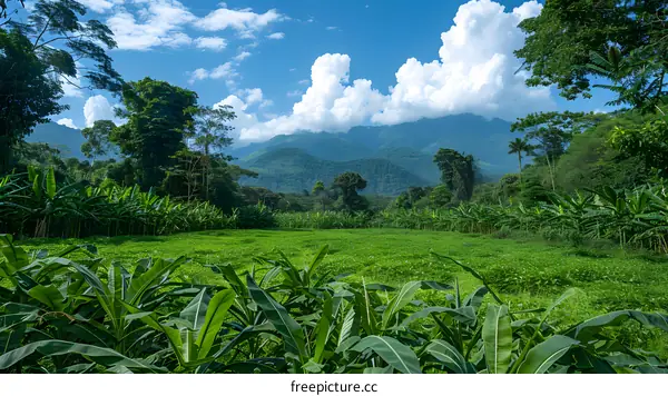 Green field with banana trees and mountains in the background