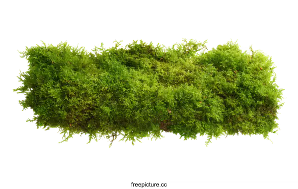 [Transparent Background PNG]Closeup of Fresh Green Moss