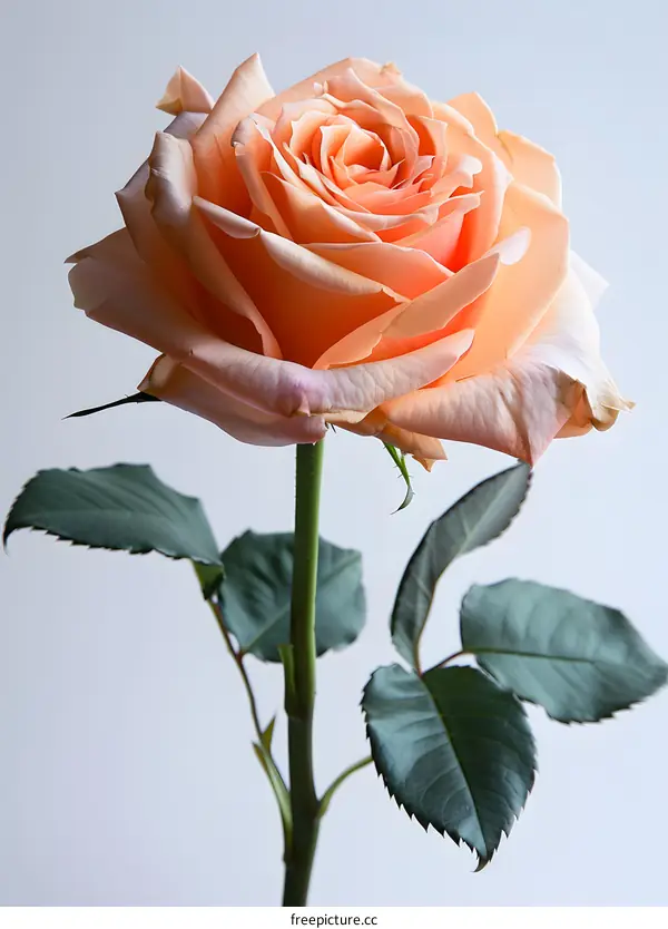 Single Peach Rose on White Background