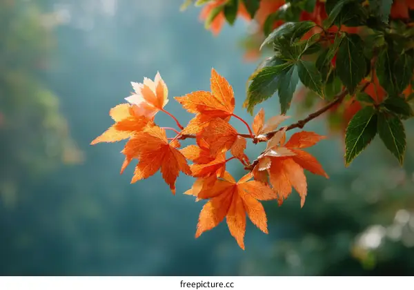 Autumn Leaves in Soft Light