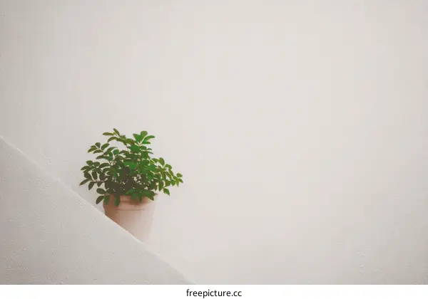 Simple Plant in a Pot against White Wall