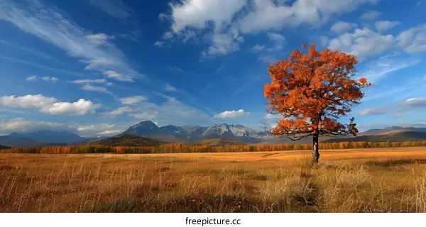 Lonely tree in the middle of the field