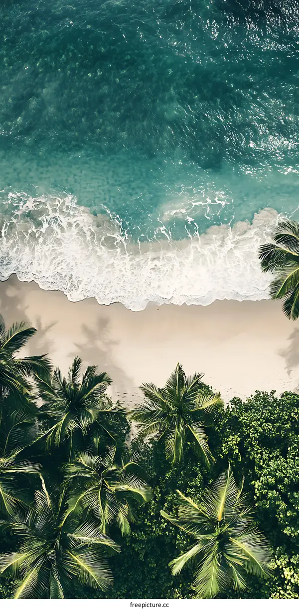 Aerial View of Tropical Beach with Palm Trees
