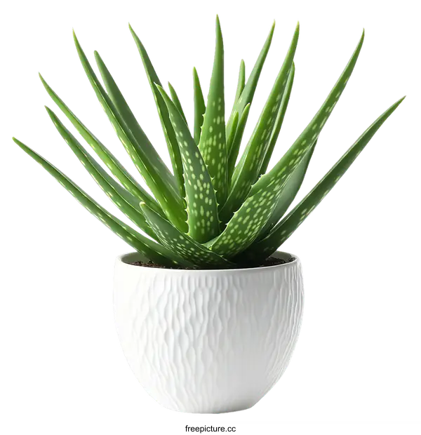 [Transparent Background PNG]Aloe Vera Plant in White Pot