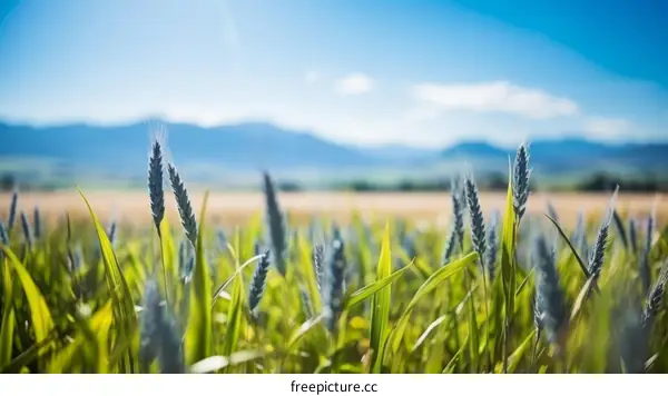 Green wheat field with mountains in the distance