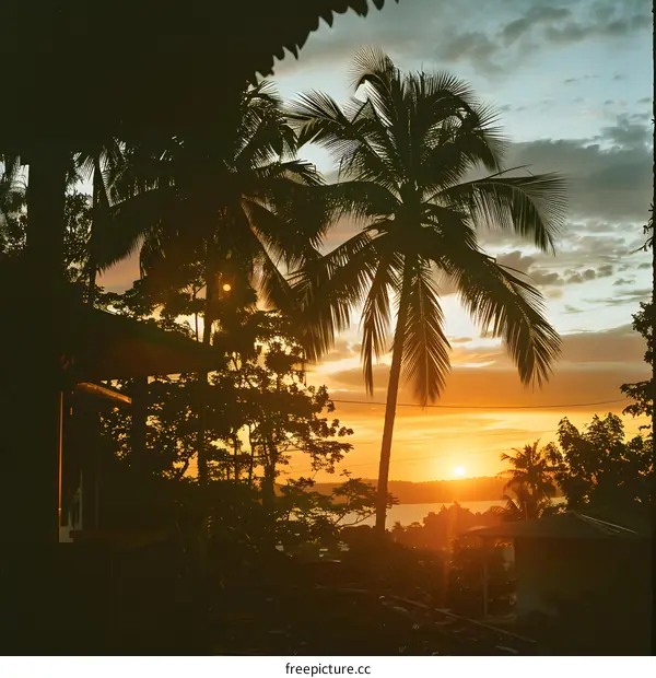 Sunset over palm trees