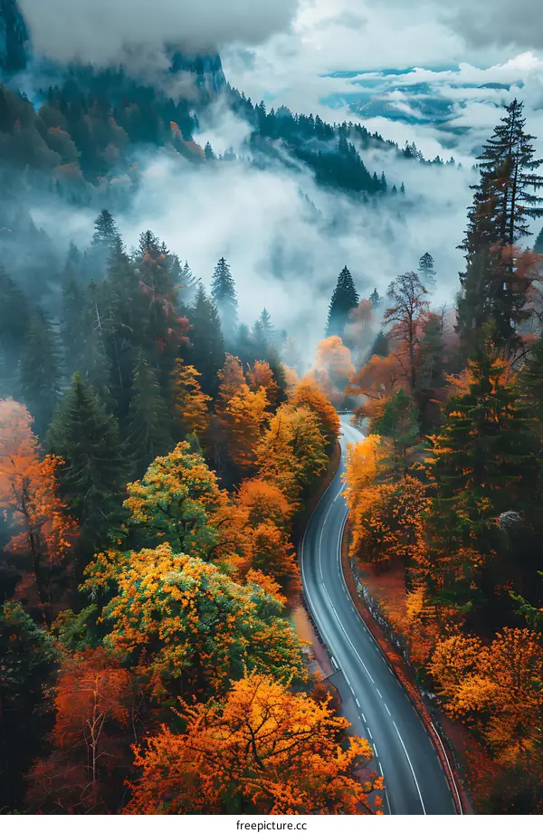 Aerial View of Winding Road Through Autumn Forest with Mist