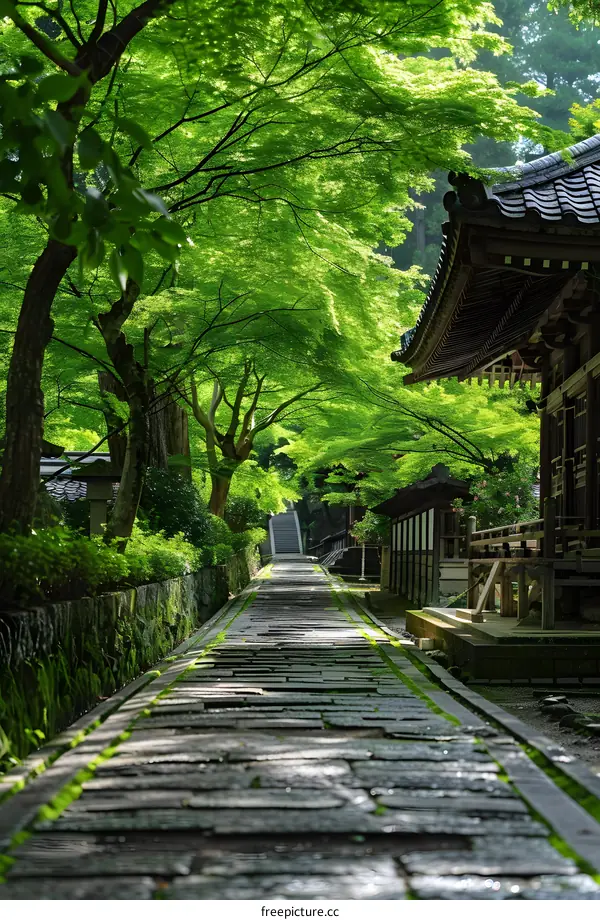 Stone Path in Japanese Garden