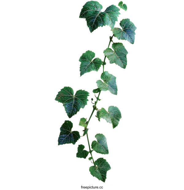 [Transparent Background PNG]Green Vine Leaves Against White Background