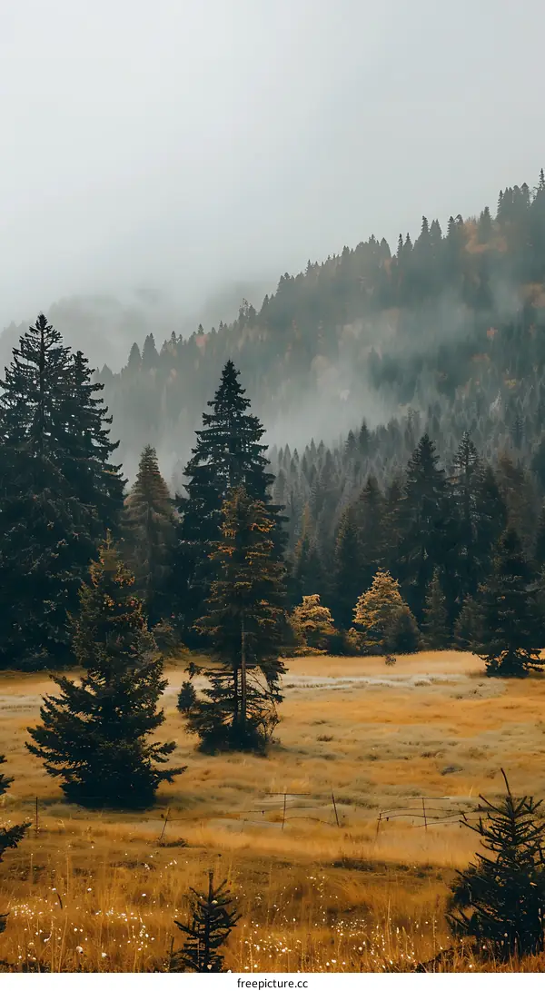 Misty Forest with Pine Trees and Golden Grass