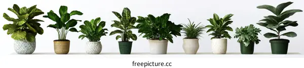 Various Houseplants in Pots
