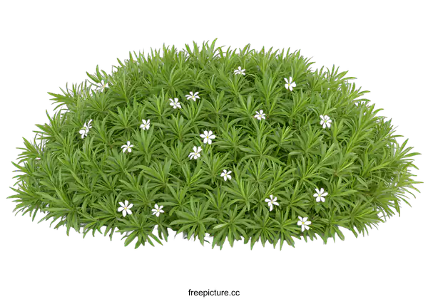 [Transparent Background PNG]Green Bush with White Flowers Isolated on White Background