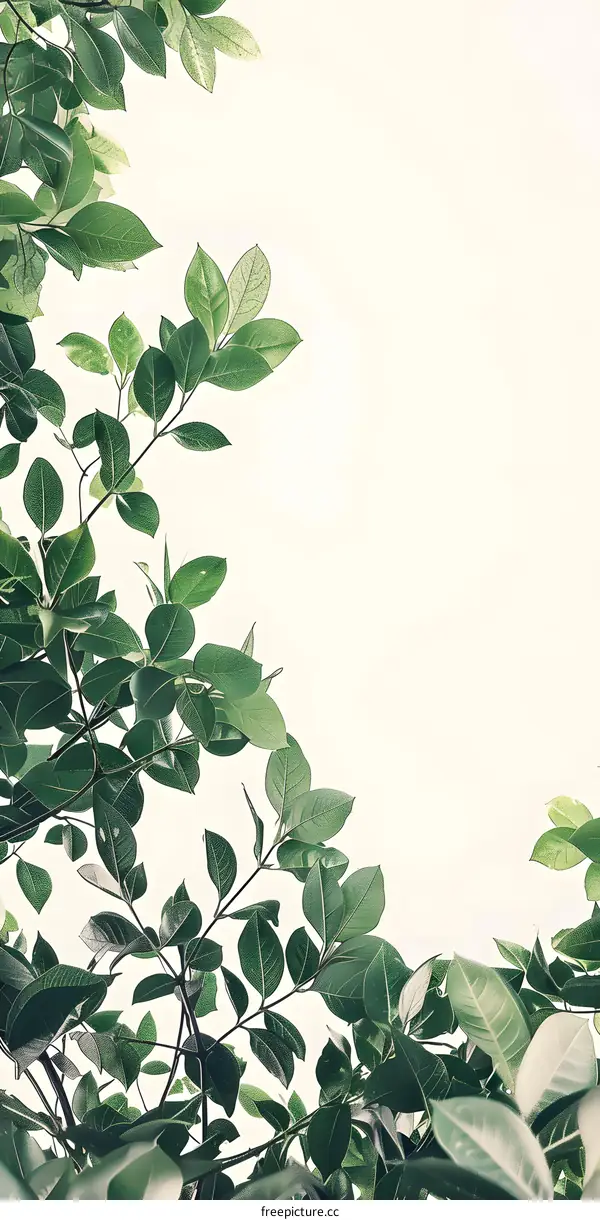 Green Leaves Against White Background