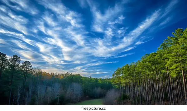 A Wonderful Sky Over a Pine Forest