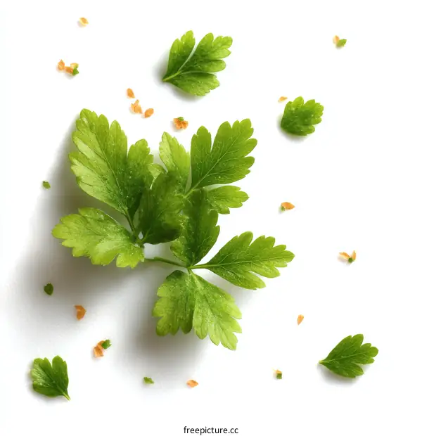 Fresh Green Parsley Leaves with Small Seeds on White Background