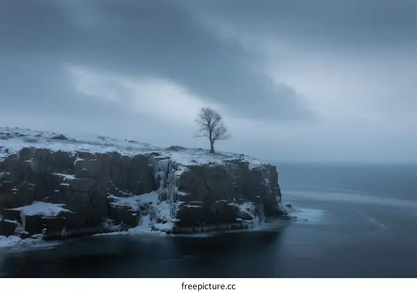 Lone Tree Standing on Snowy Cliff Overlooking Calm Ocean