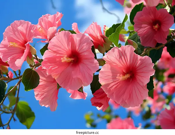 Hibiscus flowers in full bloom