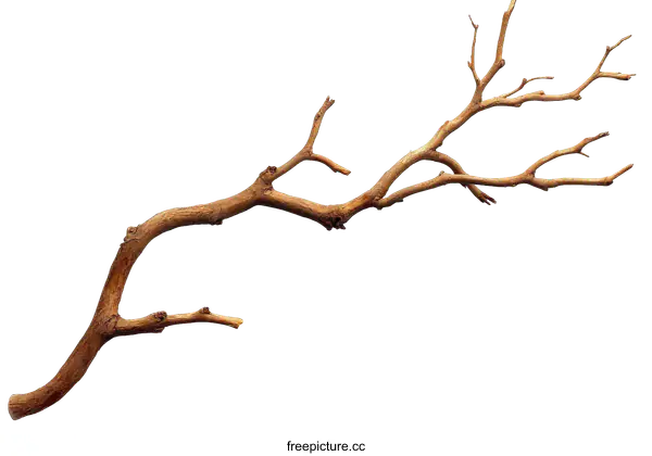 [Transparent Background PNG]Dried Branch Minimalist Nature Decor