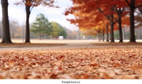 Fallen leaves on the ground in autumn