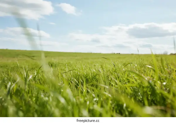 Vibrant green grass field under a clear blue sky with scattered clouds